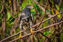 101 Tarcoles, zwarte buizerd